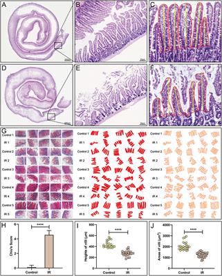 Transplanted hair follicle mesenchymal stem cells alleviated small intestinal ischemia–reperfusion injury via intrinsic and paracrine mechanisms in a rat model